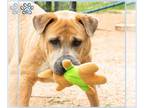 Mastiff DOG FOR ADOPTION RGADN-1339003 - *JOEL - Mastiff (medium coat) Dog For