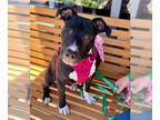 American Staffordshire Terrier Mix DOG FOR ADOPTION RGADN-1339015 - Brenda