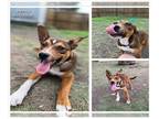Catahoula Leopard Dog Mix DOG FOR ADOPTION RGADN-1339023 - HENRY - Catahoula