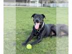 Labrador Retriever DOG FOR ADOPTION RGADN-1339024 - DIESEL - Labrador Retriever