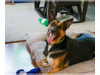 German Shepherd Dog Mix DOG FOR ADOPTION RGADN-1339029 - Diego - German Shepherd