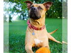 Black Mouth Cur-Boxer Mix DOG FOR ADOPTION RGADN-1339034 - Delaney - Black Mouth