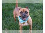 Boxer Mix DOG FOR ADOPTION RGADN-1339036 - HERBERT - Boxer / Mixed (medium coat)