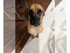 Mastiff DOG FOR ADOPTION RGADN-1339038 - Sushi - Fee waived - Mastiff Dog For