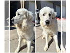 Great Pyrenees DOG FOR ADOPTION RGADN-1339040 - Tails - Great Pyrenees (long