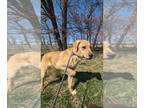 Labrenees DOG FOR ADOPTION RGADN-1339047 - Reggie - Great Pyrenees / Labrador