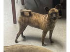 Whippet Mix DOG FOR ADOPTION RGADN-1339048 - Tallulah - Whippet / Mixed Dog For
