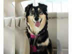 Australian Shepherd DOG FOR ADOPTION RGADN-1339057 - Dixie - Australian Shepherd