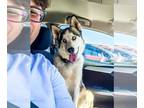 Huskies Mix DOG FOR ADOPTION RGADN-1339061 - Frankie SC - Husky / Mixed Dog For