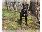 American Pit Bull Terrier Mix DOG FOR ADOPTION RGADN-1339064 - Georgia - Pit