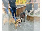 American Pit Bull Terrier Mix DOG FOR ADOPTION RGADN-1339066 - Dora (Bonded w/