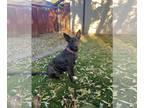 Dutch Shepherd Mix DOG FOR ADOPTION RGADN-1339072 - Indu - Dutch Shepherd /