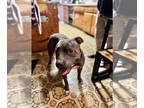 American Pit Bull Terrier Mix DOG FOR ADOPTION RGADN-1339075 - Lucky - American