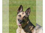 German Shepherd Dog Mix DOG FOR ADOPTION RGADN-1339076 - Angelina Jo Lee -