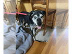 Labrador Retriever DOG FOR ADOPTION RGADN-1339079 - Eli (Elijah) - Labrador