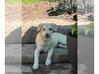 Labrador Retriever Mix DOG FOR ADOPTION RGADN-1339092 - Fern - Shepherd /