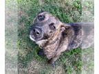 Dutch Shepherd -Plott Hound Mix DOG FOR ADOPTION RGADN-1339093 - Paisley - Dutch
