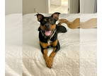 Rottweiler Mix DOG FOR ADOPTION RGADN-1339095 - Beaux - Shepherd / Rottweiler /