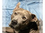 American Pit Bull Terrier Mix DOG FOR ADOPTION RGADN-1339096 - Tustin - American