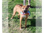 Mountain Cur Mix DOG FOR ADOPTION RGADN-1339100 - Chico - Mountain Cur / Mixed