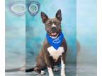 American Pit Bull Terrier Mix DOG FOR ADOPTION RGADN-1339101 - BUNNY - Pit Bull
