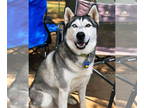 Siberian Husky DOG FOR ADOPTION RGADN-1339104 - John Wayne - Siberian Husky