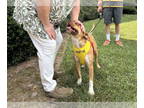 Labrador Retriever Mix DOG FOR ADOPTION RGADN-1339119 - Clark - Labrador