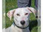 Doxle DOG FOR ADOPTION RGADN-1339125 - Sahiri - Dachshund / Beagle / Mixed Dog