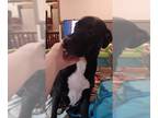 Labrador Retriever Mix DOG FOR ADOPTION RGADN-1339131 - SCOUT - Labrador