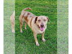 Catahoula Leopard Dog Mix DOG FOR ADOPTION RGADN-1339143 - Ethel - Adoption