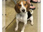 Beagle DOG FOR ADOPTION RGADN-1339145 - Junior - Beagle (short coat) Dog For