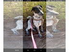 Australian Cattle Dog Mix DOG FOR ADOPTION RGADN-1339149 - HANS - Queensland