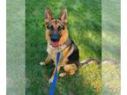 German Shepherd Dog DOG FOR ADOPTION RGADN-1339153 - Armani - German Shepherd