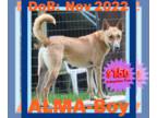 Collie-Saluki Mix DOG FOR ADOPTION RGADN-1339166 - ALMA-Boy - Collie / Saluki /