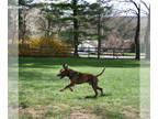Labrador Retriever Mix DOG FOR ADOPTION RGADN-1339171 - Friday - Terrier /