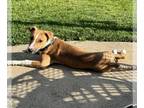 Australian Shepherd-Miniature Bull Terrier Mix DOG FOR ADOPTION RGADN-1339174 -