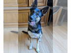 German Shepherd Dog DOG FOR ADOPTION RGADN-1339179 - Jolene - German Shepherd