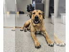 Mastiff Mix DOG FOR ADOPTION RGADN-1339181 - MIKE - Shepherd / Mastiff / Mixed