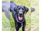 Great Dane DOG FOR ADOPTION RGADN-1339186 - Gus - Great Dane (short coat) Dog