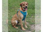 Black Mouth Cur-Labrador Retriever Mix DOG FOR ADOPTION RGADN-1339188 - Petey -