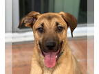 Plott Hound Mix DOG FOR ADOPTION RGADN-1339193 - Holmes - Adopt Me!