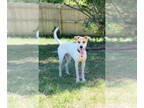 English Foxhound Mix DOG FOR ADOPTION RGADN-1339194 - Flowers : Cosmos (Dutch) -