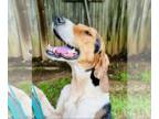 English Foxhound DOG FOR ADOPTION RGADN-1339195 - Tucker - Foxhound (short coat)