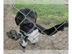 American Pit Bull Terrier DOG FOR ADOPTION RGADN-1339199 - Ray - Pit Bull