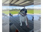 American Pit Bull Terrier-Beagle Mix DOG FOR ADOPTION RGADN-1339217 - Mr Hound