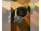 Border Collie Mix DOG FOR ADOPTION RGADN-1339218 - Kody - Newfoundland Dog /