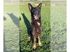 Mix DOG FOR ADOPTION RGADN-1339225 - DK - Dutch Shepherd (medium coat) Dog For