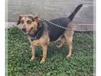 Beagle Mix DOG FOR ADOPTION RGADN-1339226 - Snickers - Beagle / Mixed (short