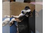 Beagle DOG FOR ADOPTION RGADN-1339227 - Biscuit - Beagle Dog For Adoption