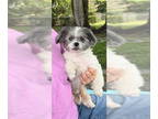 Shih Tzu DOG FOR ADOPTION RGADN-1339235 - Lily Belle - Shih Tzu Dog For Adoption
